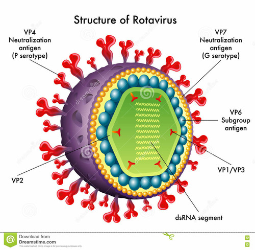 Rotavirus