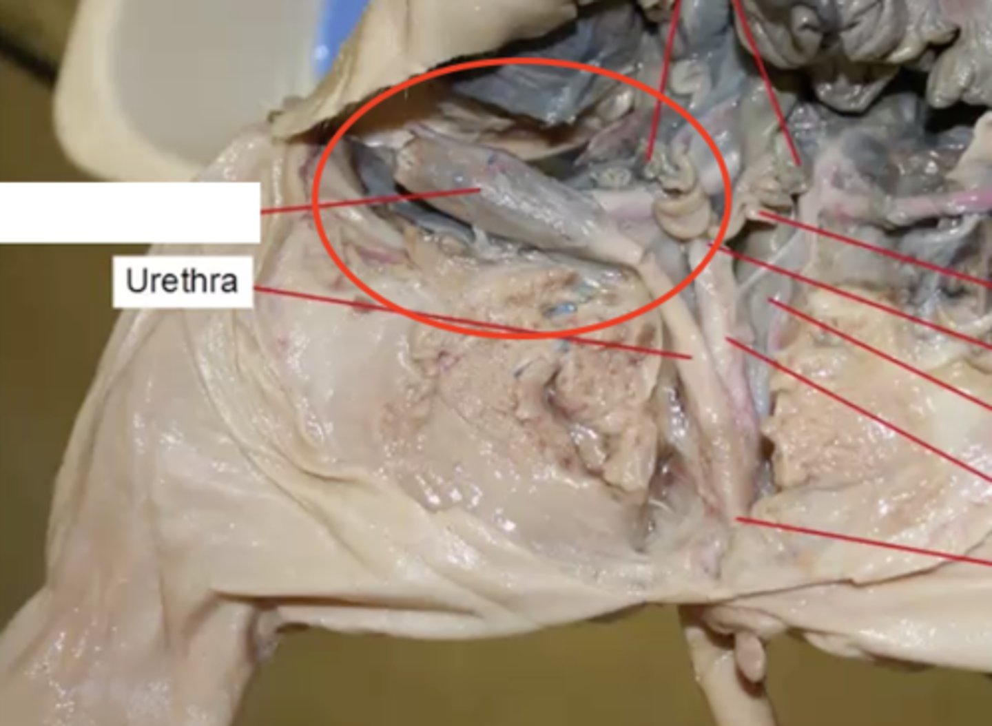 <p>What is the name of this structure?</p>