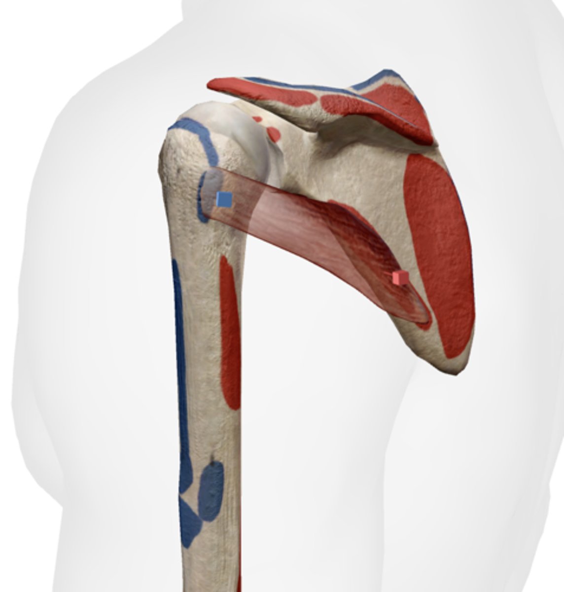 <p>greater tubercle of humerus</p>