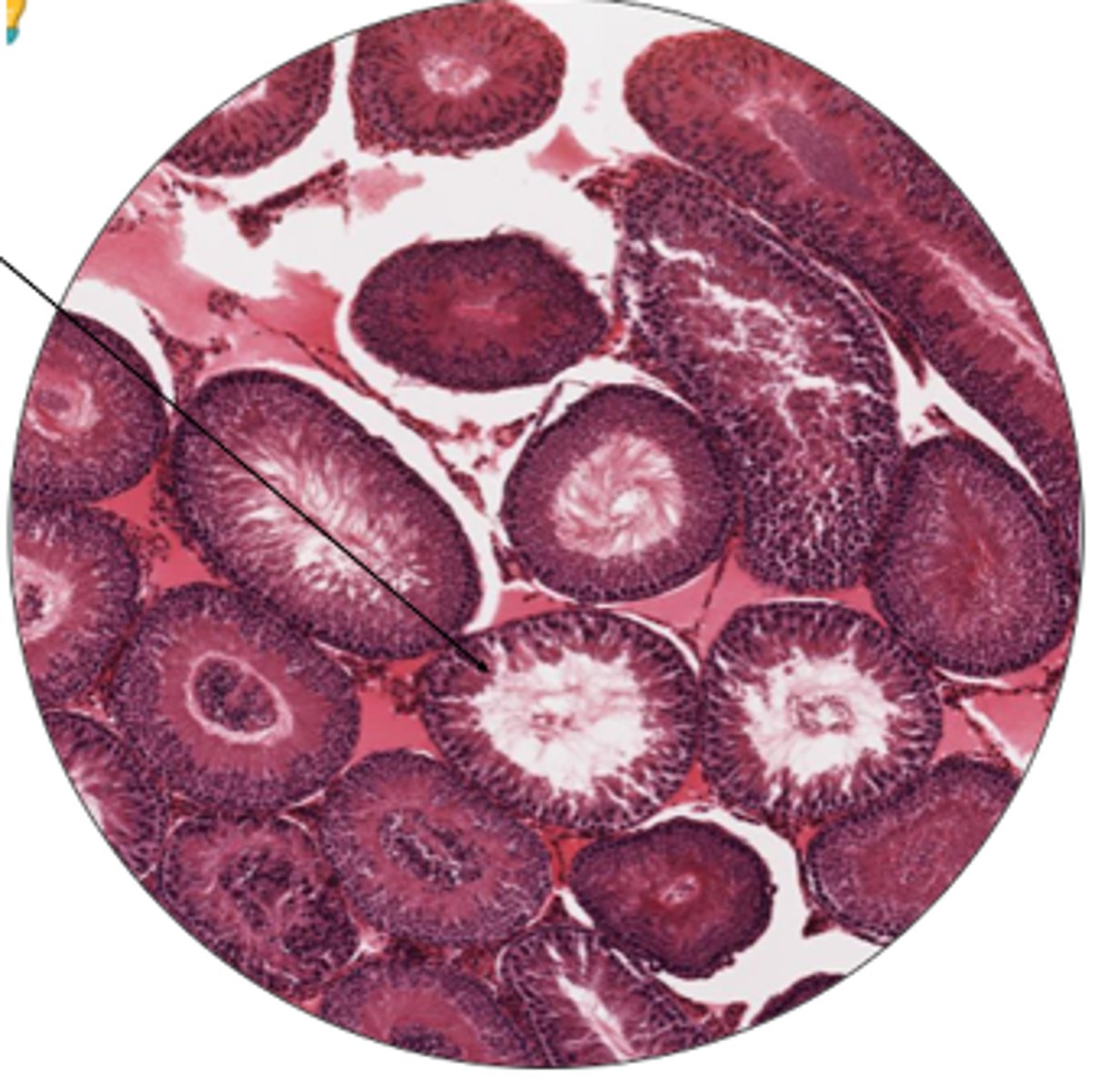 <p>label organ shown</p>