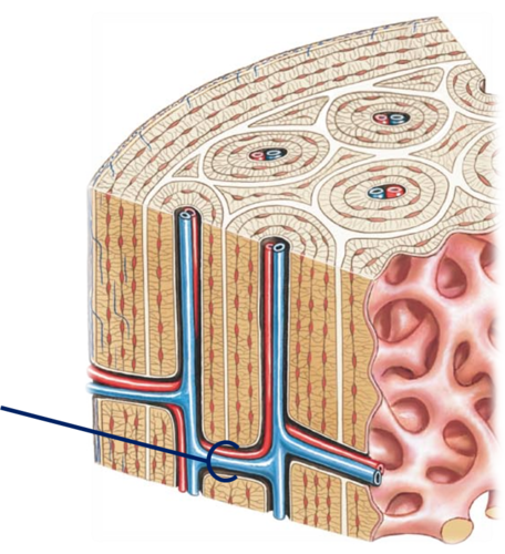 <ul><li><p>canals lined with endosteum that occur at right angles to central canal</p></li><li><p>Connect blood vessels and nerves of periosteum, medullary cavity, and central canal</p></li></ul><p></p>