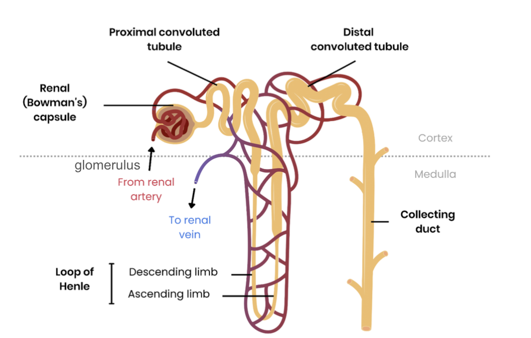 <ul><li><p>Proximal convoluted tubule </p></li><li><p>Renal (Bowman’s) capsule </p></li><li><p>Glomerulus </p></li><li><p>From renal artery </p></li><li><p>To renal vein</p></li><li><p>Loop of henle: descending limb, ascending limb </p></li><li><p>Collecting duct</p></li><li><p>Medulla</p></li><li><p>Cortex</p></li><li><p>Distal convoluted tubule</p></li></ul><p></p>
