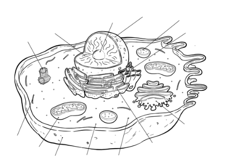 <p><strong>what are the parts on this animal cell ?</strong></p>