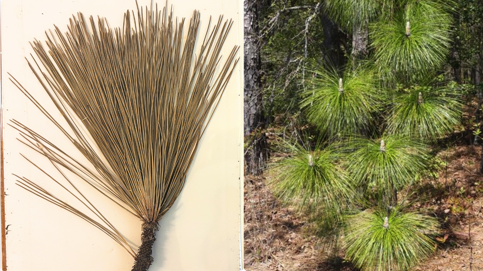 <p><strong>Needles 25-25 cm long</strong></p><p><strong>3 needles per bundle</strong></p><p><strong>Terminal bunds silvery white (3-4 cm long)</strong></p><p><strong>Bundle shealths of new needles 25+ cm long</strong></p><p>Seed body 1 cm long, wing 3-4 cm long</p>