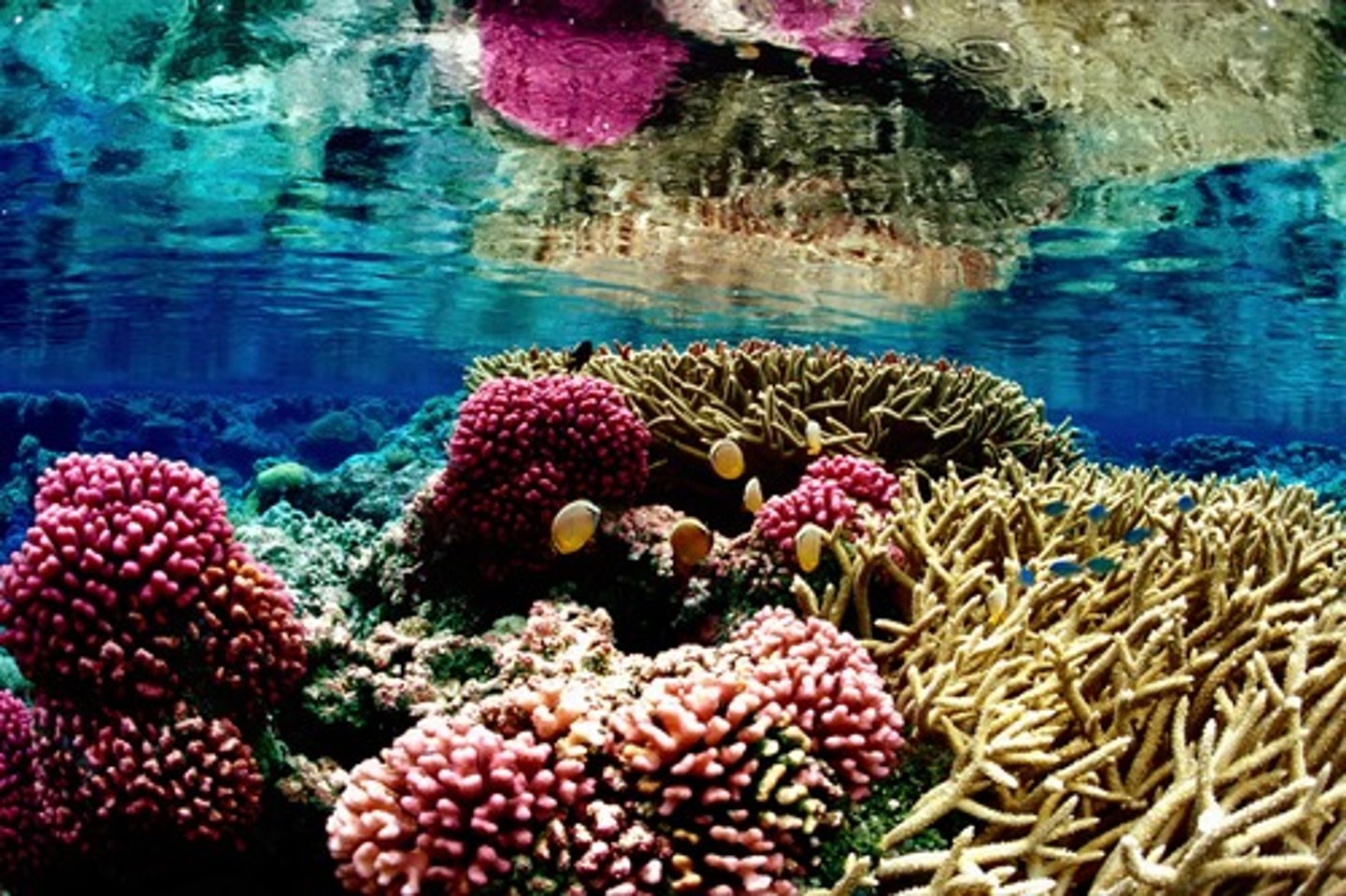 <p>(n) rạn san hô, đá ngầm<br>Small-scale fishing on coral reefs provides a useful setting in which to examine this question.</p>