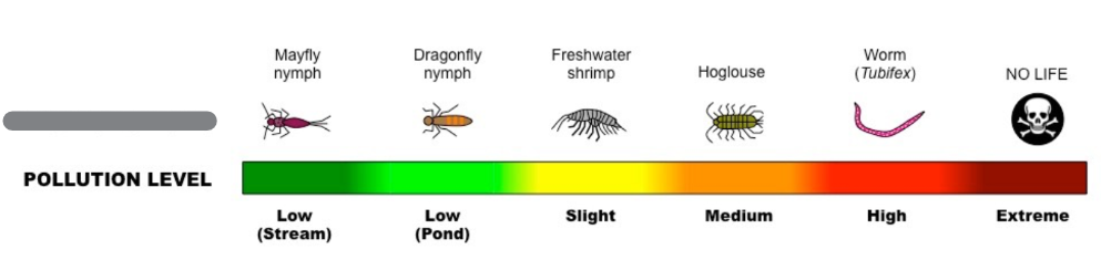 <p>Plants and animals that show something about the environment by their presence, absence, abundance &amp; scarcity</p>