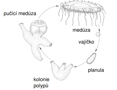 <p>1) vajíčko 2) planula 3) kolonie polypů 4) pučící medúza 5) medúza</p>