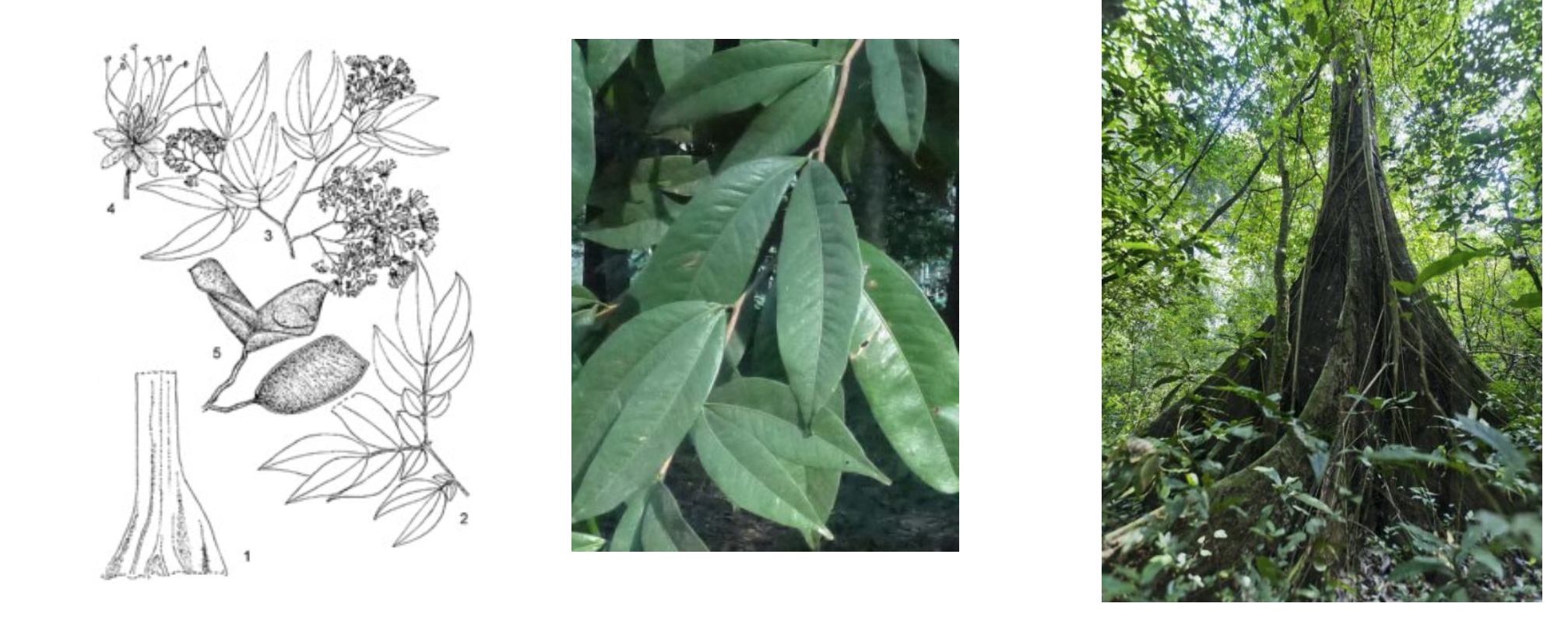 <p>An evergreen tree known as 'Uganda iron wood', used for heavy construction.</p>