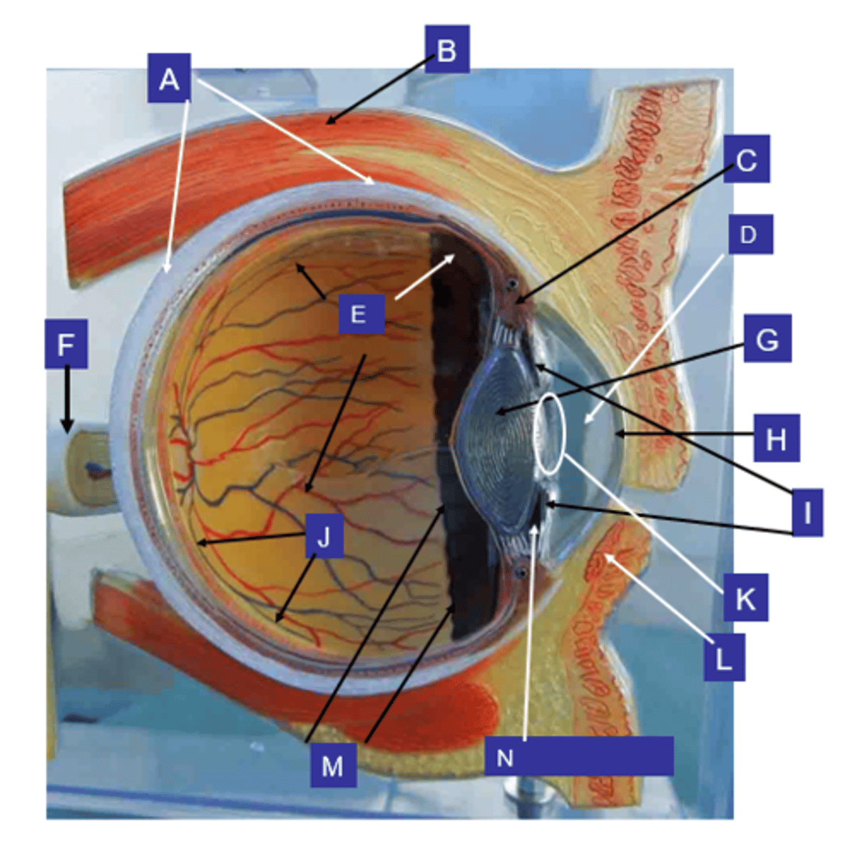 <p>What structure is the letter E?</p>
