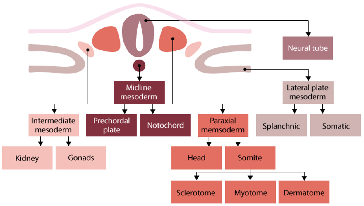 <ul><li><p>depends on location after migration during gastrulation</p></li><li><p>4 types</p><ul><li><p>chordamesoderm (midline)</p><ul><li><p>forms notochord→ induces neural tube formation</p></li><li><p>establishes anterior-posterior axis</p></li><li><p>forms prechordal plate→ gives rise to mouth</p></li></ul></li><li><p>paraxial mesoderm (next to midline)</p><ul><li><p>forms somites and head mesenchyme</p></li><li><p>somites→</p><ul><li><p>sclerotome: cartilage, tendons</p></li><li><p>myotome: skeletal muscle</p></li><li><p>dermomyotome: dermis, connective tissue</p></li></ul></li></ul></li><li><p>intermediate mesoderm</p><ul><li><p>forms urogenital system- kidneys, ureters, gonads</p></li></ul></li><li><p>lateral plate mesoderm</p><ul><li><p>forms circulatory system, body cavity linings, spleen, adrenal glands, appendicular skeleton cartilage</p></li></ul></li></ul></li></ul><p></p>