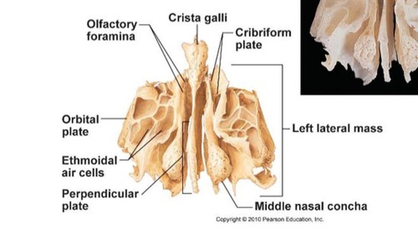 <p>The ethmoid bone is a complex bone located deep within the skull, contributing to the anterior cranial fossa and the upper two-thirds of the nasal septum.</p>