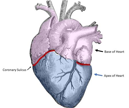 <p>A. Rãnh vành.</p><p>GP2, 77</p>