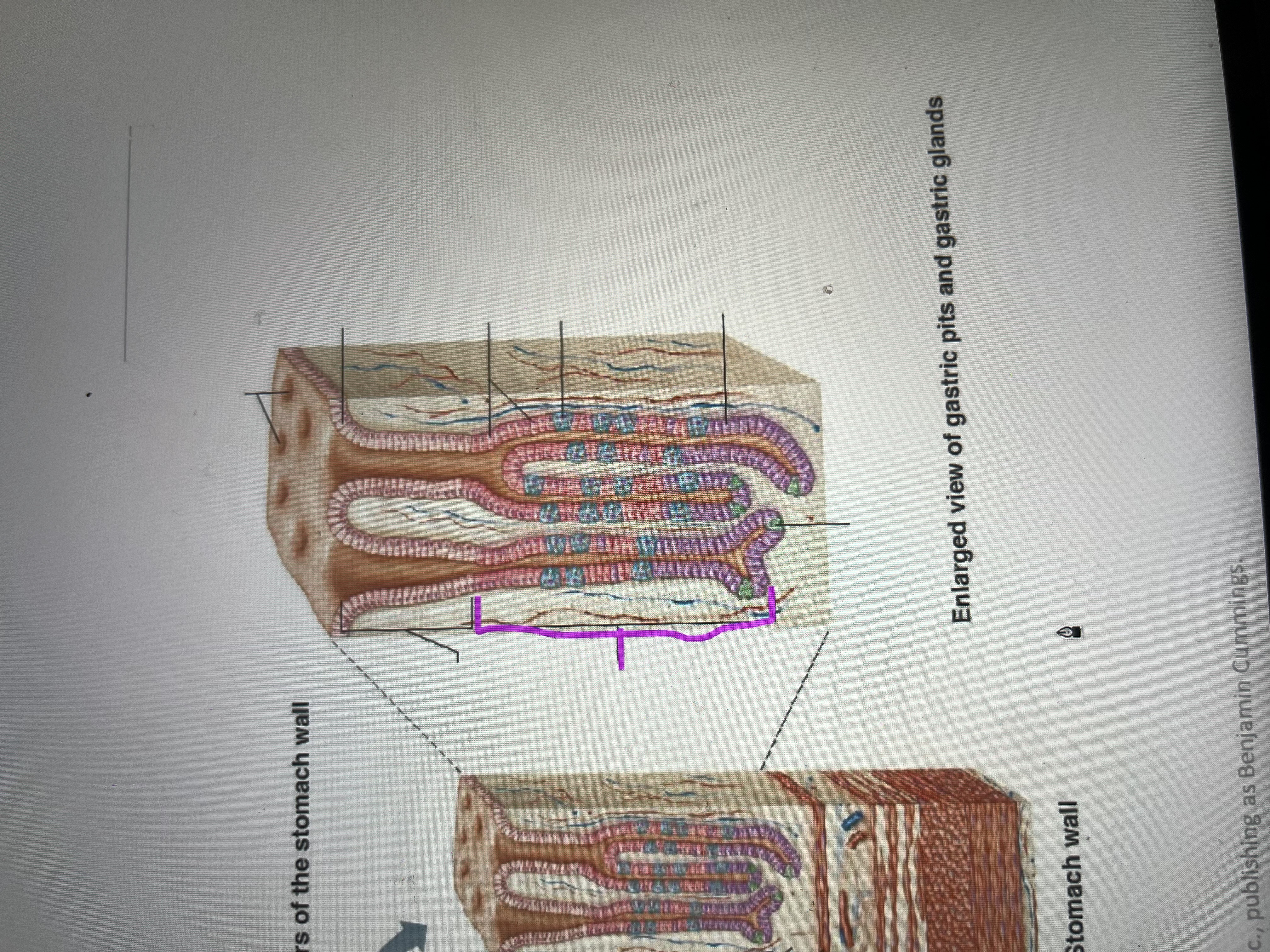 term image