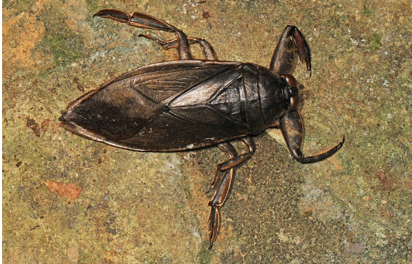 <p>importance: C5, clear, slow-moving water</p><p>ecology: top of the food chain</p><p>life: IM</p><p>feeding: aquatic invertebrates, insects, salamanders, tadpoles, fish</p>