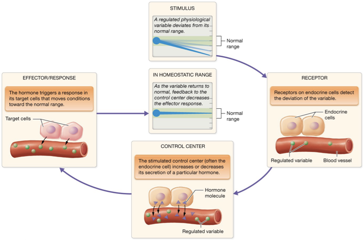 <p>Hormones secreted into the blood</p>