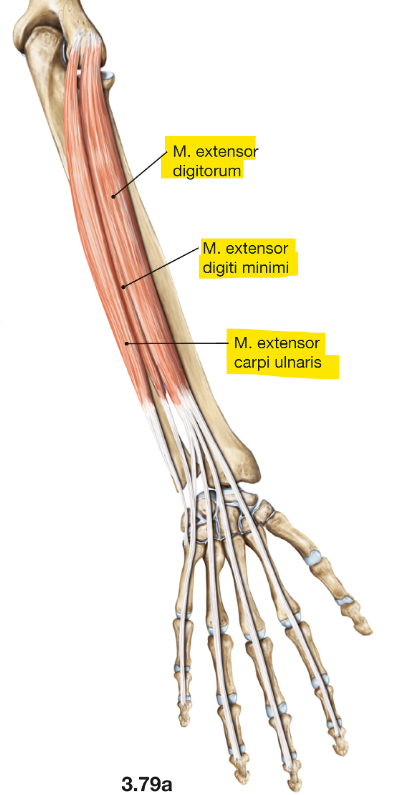 <p>m. extensor digitorium</p><p>loopt van de laterale epicondylus naar de 4 vingers (II t/m V)</p><p>functie = extensie van de vingers (II t/m V)</p>