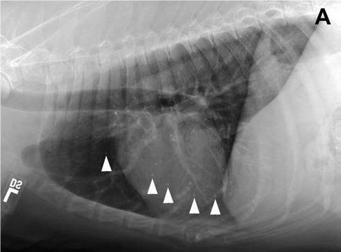 <p><span><span>This radiograph is from a 15 year old, male neutered, mixed-breed dog. The arrows are pointing to multifocal, well-defined, 1- to 3.5-mm-diameter mineral opacities. These represent pulmonary osteomas, a common finding in clinically normal older dogs. The development of these nodules involves a change in differentiation from one cell type to another. This is an example of _______ and these would be considered a(n) _____________.</span></span></p><p>Metaplasia, postmortem artifact</p><p></p><p>Metaplasia, incidental lesion</p><p>&nbsp;</p><p>Dysplasia, postmortem artifact</p>