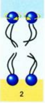 is when an individual molecule rotates quickly around its axis