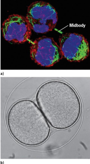 <p>process where 1 cell is divided into 2 daughter cells</p>