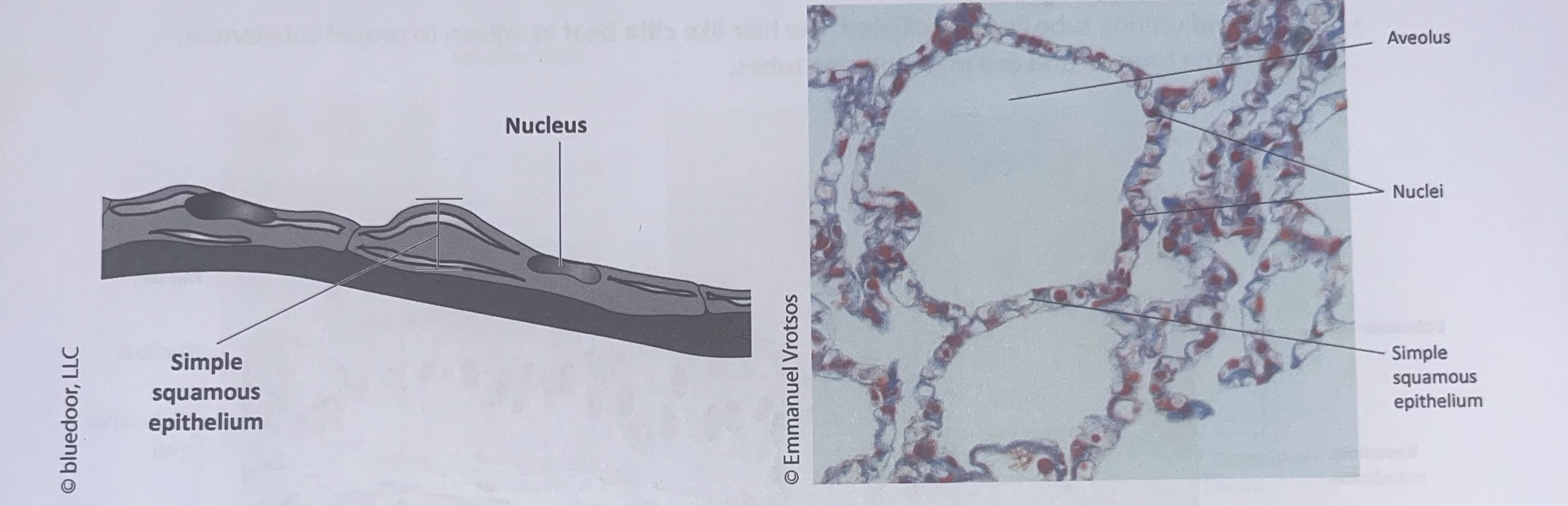 <p>simple squamous epithelium </p>