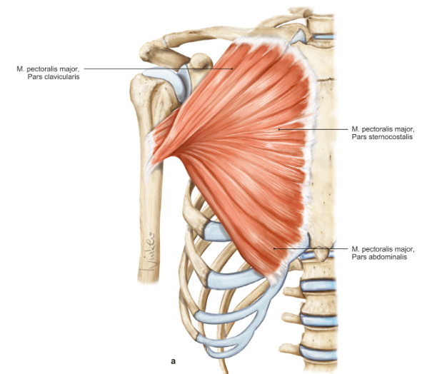 <p>m. pectoralis major</p><p>loopt van het sternum naar de humerus</p><p>functie = adductie in de schouder</p>