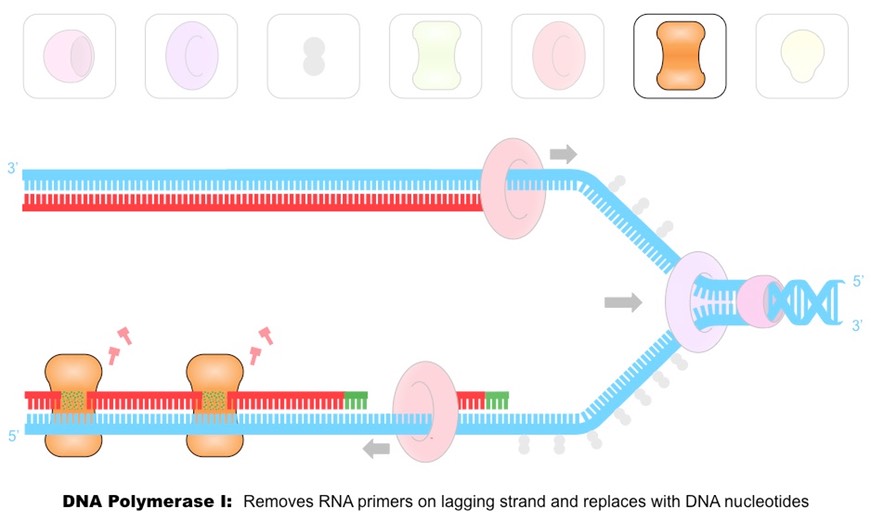 <p>DNA polymerase I removes the RNA primers and replaces them with DNA nucleotides. </p>