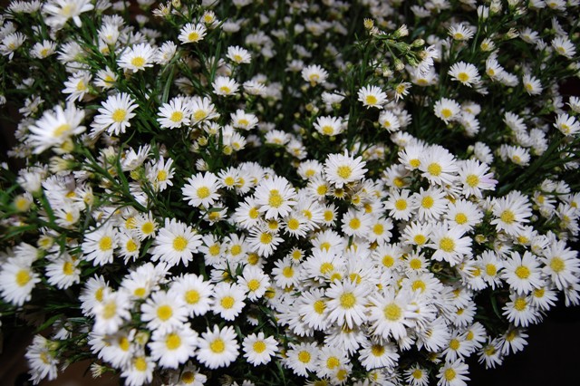 <p><em>Aster</em></p>