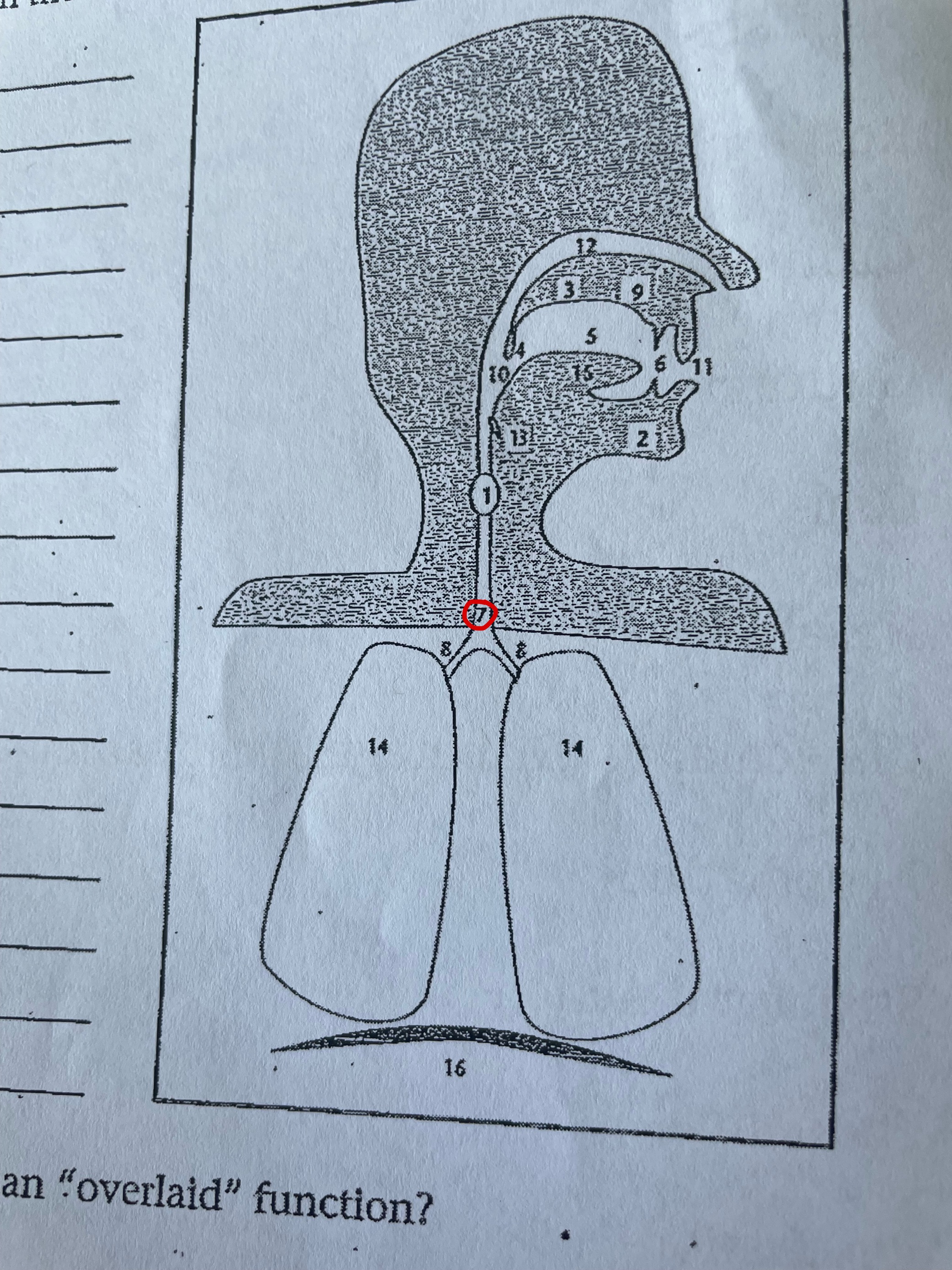 term image