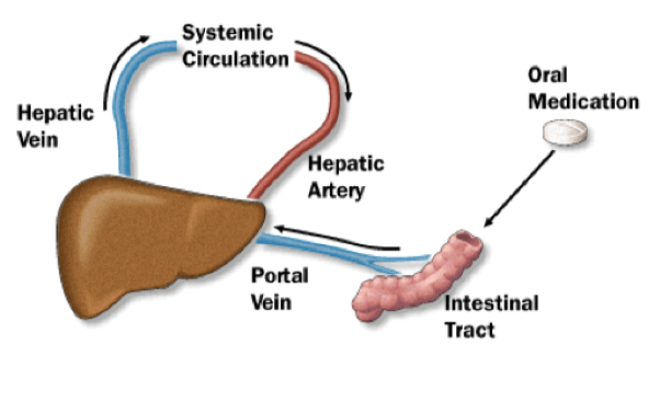 <p>Den metabolism ett LM genomgår innan det når systemkretsloppet. Det är mag-tarmkanalen → vena porta → lever → systemkretslopp. </p>