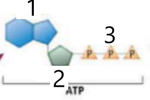 <p>The part of ATP labeled with the number 1.</p>