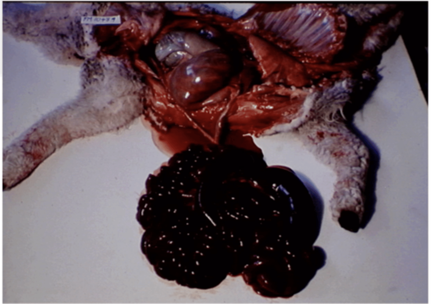<p>1. Fatal condition of mainly weaner sheep grazing very lush legume dominated pastures associated with torsion of the intestinal mass. 25% Mortality rates</p><p>2. Sudden Death</p><p>3. Intestinal mass spins clockwise, Intestines distended and reddened due to congestion + haemorrhage</p><p>4. Enterotoxaemia</p><p>5. Risk is lower in mixed pastures, controlled grazing</p>