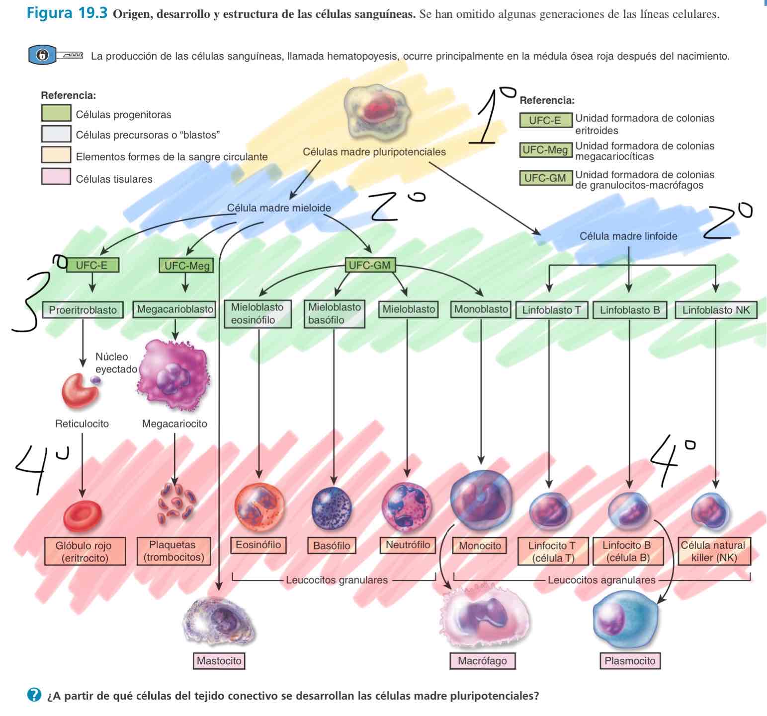 <p>Primer compartimiento: células troncales hematopoyéticas (Madre-pluripotenciales)</p><p>Células progenitoras hematopoyéticas (CPH):</p><p>Células precursoras reconocidas por su morfología:</p><p>Células sanguíneas circulantes</p>