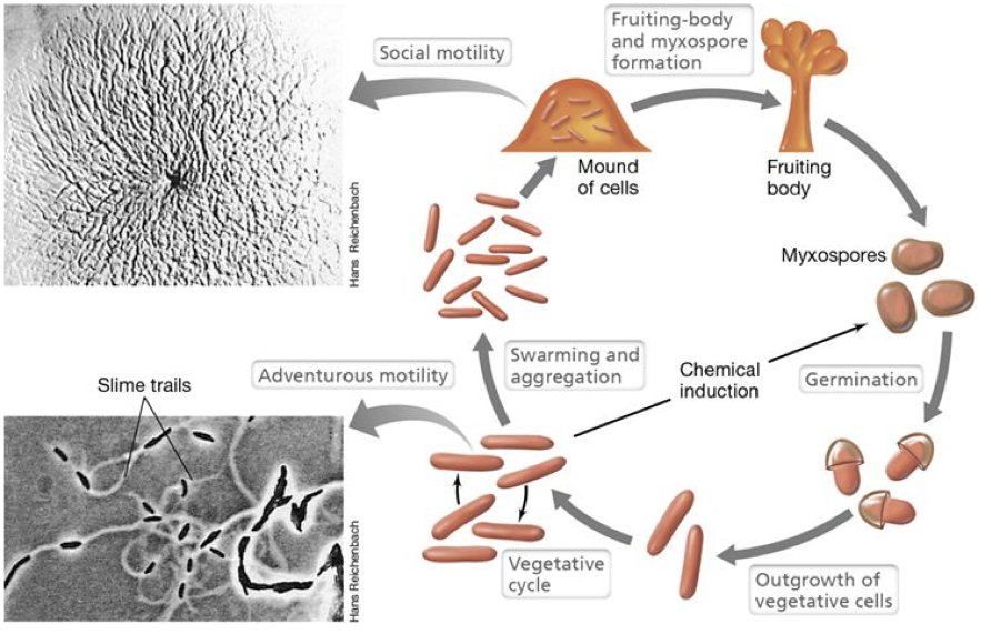 <p>Myxococcus lifecycle</p>