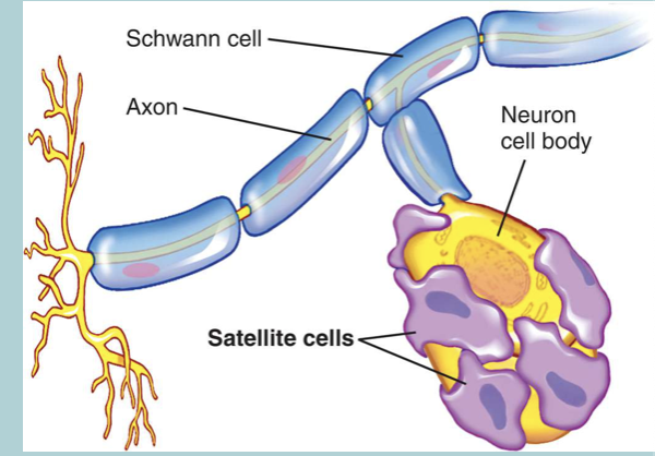 <ul><li><p>Small cells that SURROUND neurons’ CELL BODIES located in the AUTONOMIC nervous system (ie. PNS)&nbsp;</p></li><li><p>They resemble the ASTROCYTES of the CNS and assist in regulating the EXTERNAL chemical environment&nbsp;</p></li><li><p>Very sensitive to INJURY and may exacerbate (increase) PATHOLOGICAL pain&nbsp;</p></li></ul><p></p>