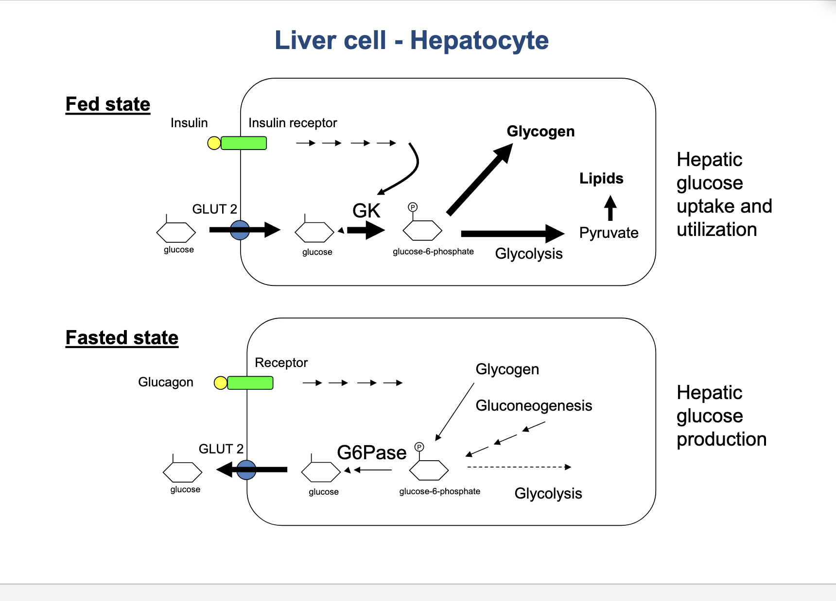 <p>fed state → hepatic glucose uptake and utilization</p><ul><li><p>insulin is released from pancreas in response to high blood glucose and binds to insulin receptor of hepatocyte and <strong>stimulates GK</strong></p></li><li><p>glucose is brought into cell via <strong>GLUT2</strong> transporter → <strong>glucokinase (GK)</strong> phosphorylates → glucose-6-phosphate </p><ul><li><p>→ glycolysis → pyruvate → lipid synthesis</p></li><li><p>glycogen (storage form of glucose)</p></li></ul></li></ul><p>fasted state</p><ul><li><p>glucagon is secreted when blood glucose is <strong>low</strong> and binds to receptor of hepatocyte signals to glycogen</p></li><li><p>glycogen → release glucose-6-phosphate → <strong>G6P</strong>ase converts glucose-6-phosphate into free glucose → transported through <strong>GLUT2</strong> out into blood</p></li></ul><p></p>