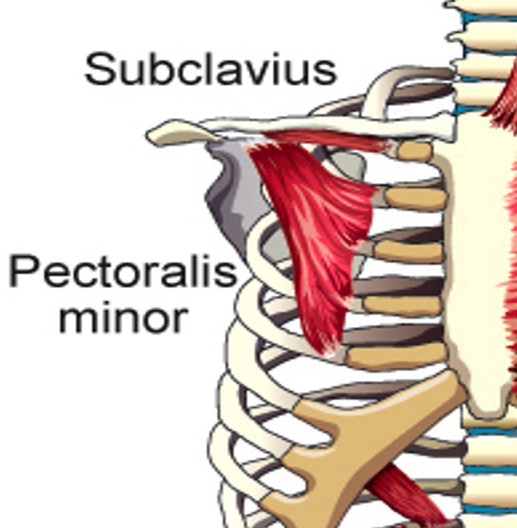 <p>Subclavius</p>
