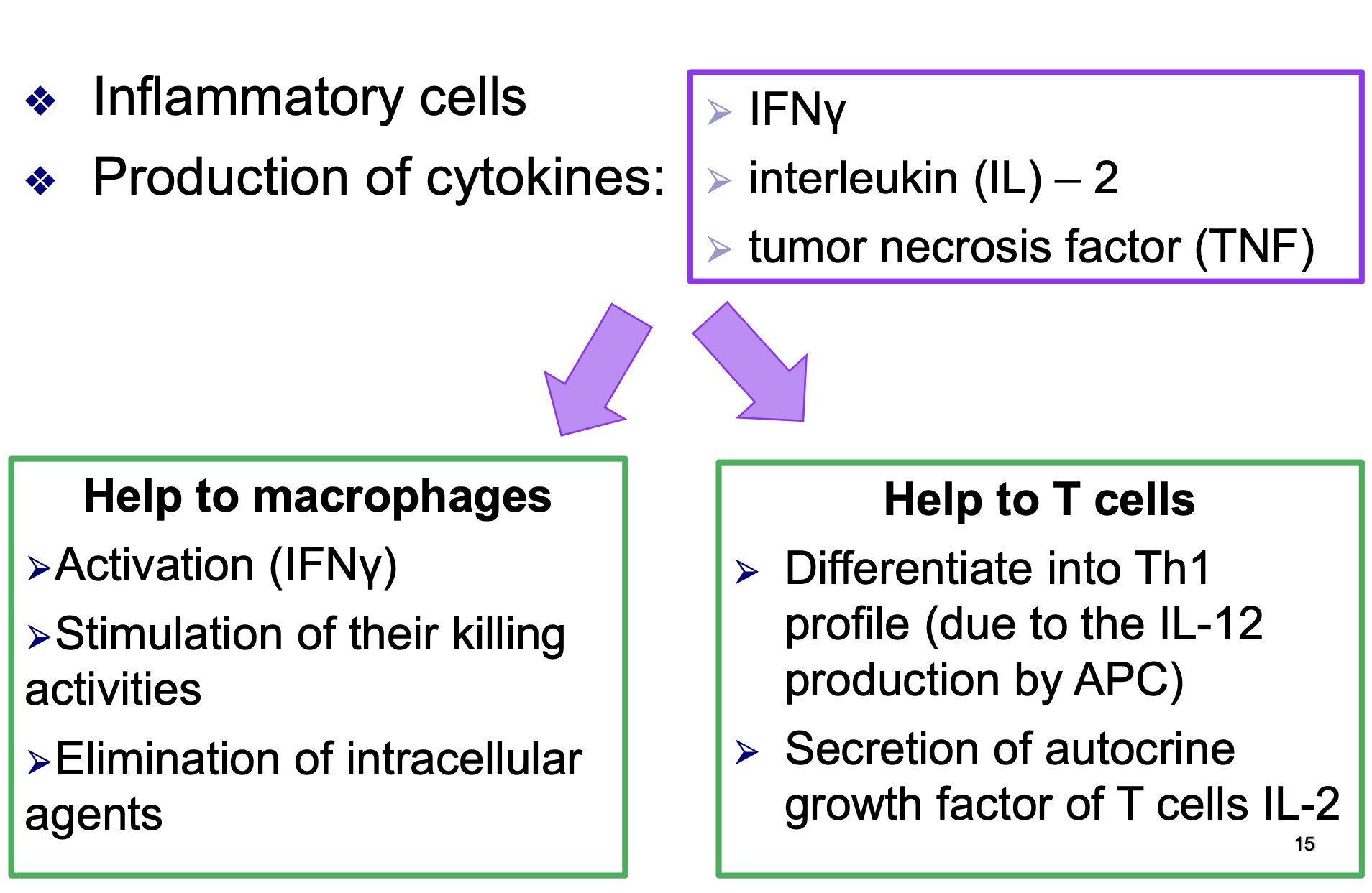 <p>Th1 cells are inflammatory cells which secrete: IFN<span>γ, interleukin (IL) -2 and tumor necrosis factor (TNF)</span><br><span>They:</span><br><span>Stimulate macrophages through IFNγ : stimulation of their killing activities and elimination of intracellular agents. </span><br><span>Stimulate T cells: differentiate into Th1 profile (due to the IL-13 production by APC) and secretion of autocrine growth factor of T cells IL-2. </span></p>