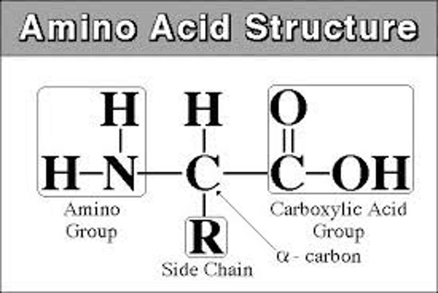 <p>hydrogen atom, a carboxyl group (−COOH), an amino group (−NH2), and a R-group.</p>