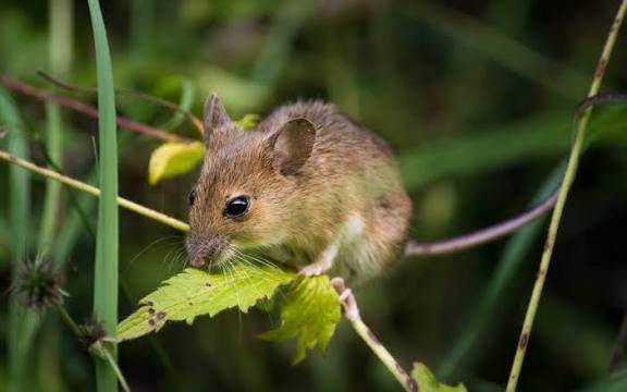 <p>Maus</p>