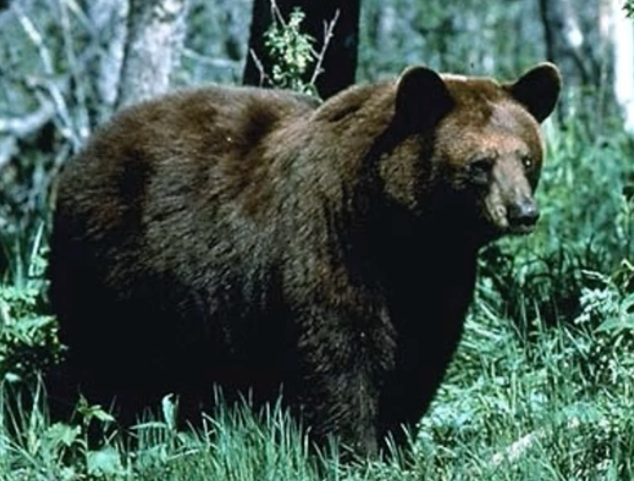 Black bear
