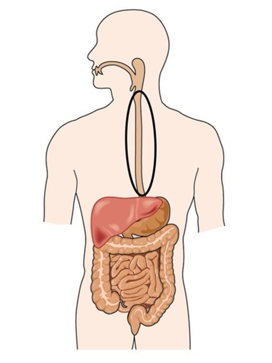 <p>Food pipe/connects mouth to stomach</p>