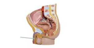 <p><span>Identify the highlighted structure.</span></p>