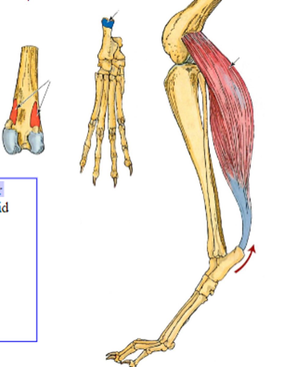 <p>What muscle is shown?</p>