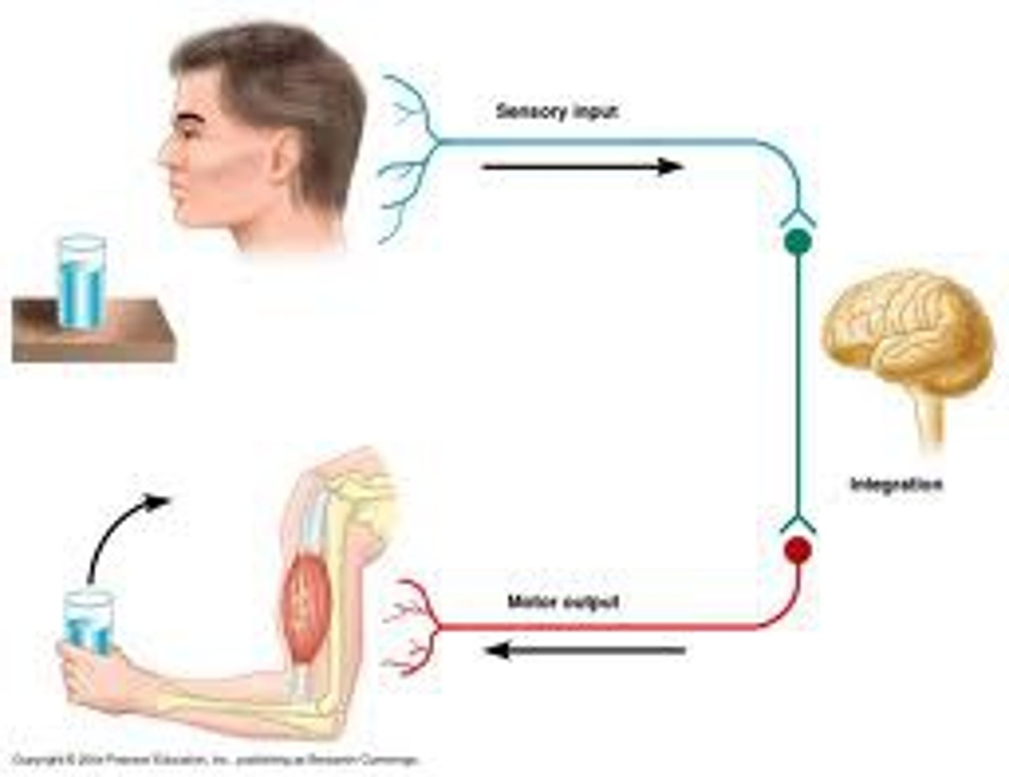<p>neuron that communicates between the sensory inputs and motor outputs</p>