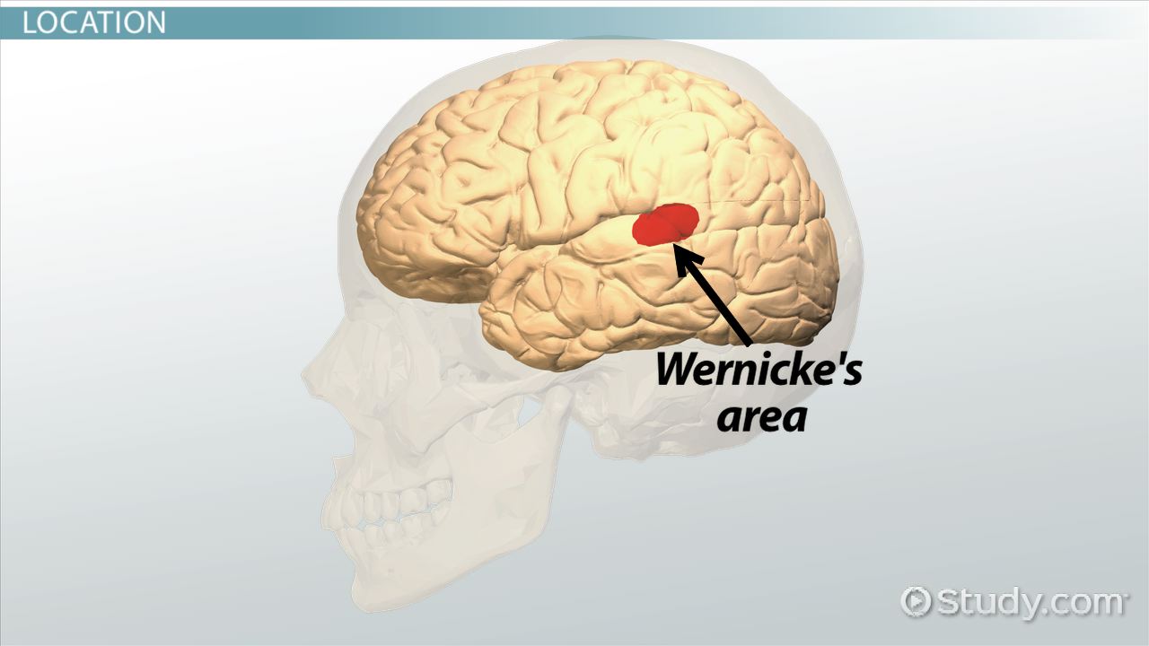 <p>speech comprehension, left temporal</p>