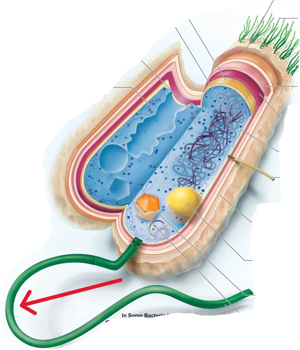 <p>Which structure of a Bacterial:</p><ul><li><p>Specialized appendage attached to the cell by a basal body that holds a long, rotating filament</p></li><li><p>The movement pushes that cell forward and provides motility</p></li></ul><p></p>