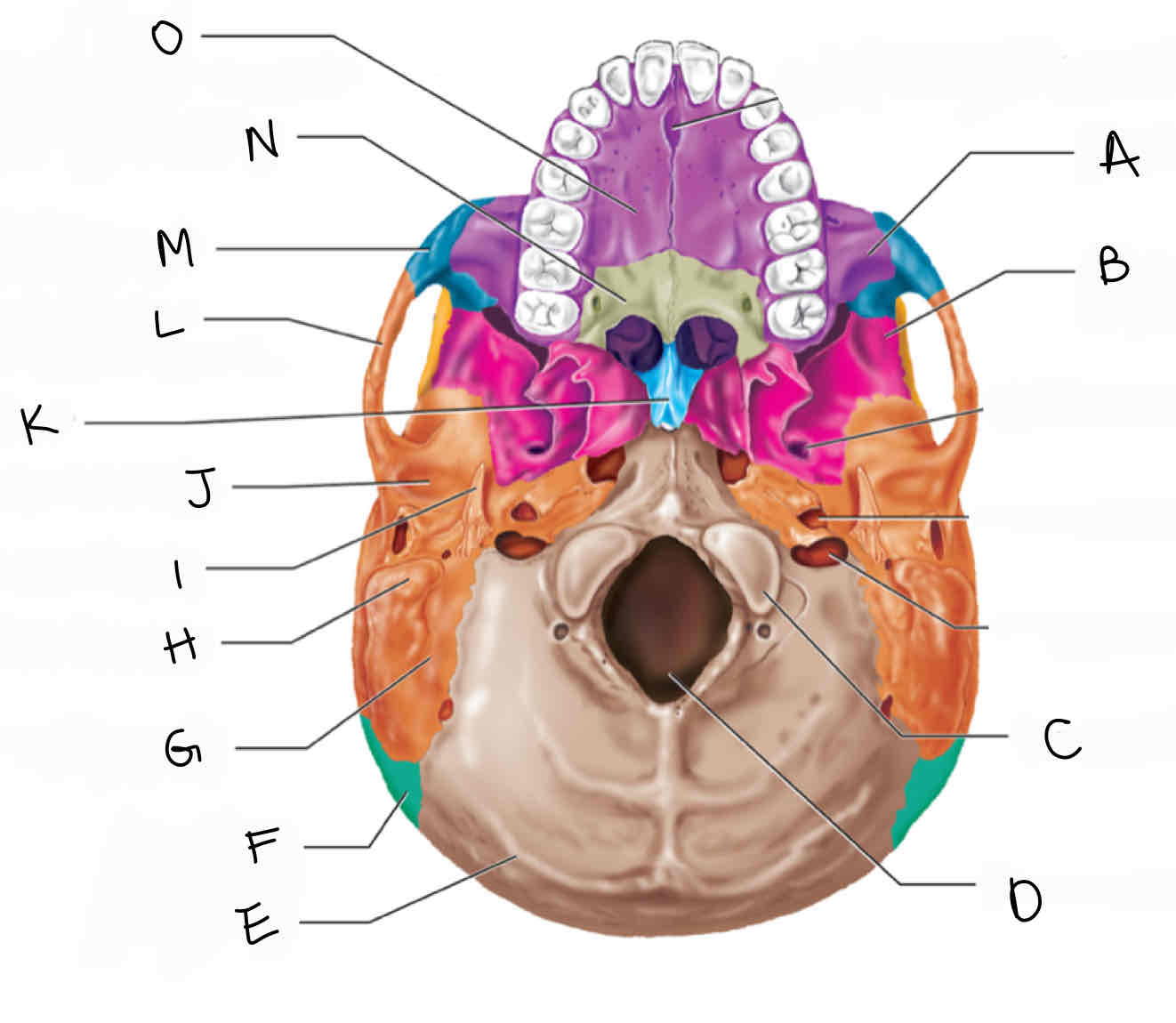 <p>C</p>