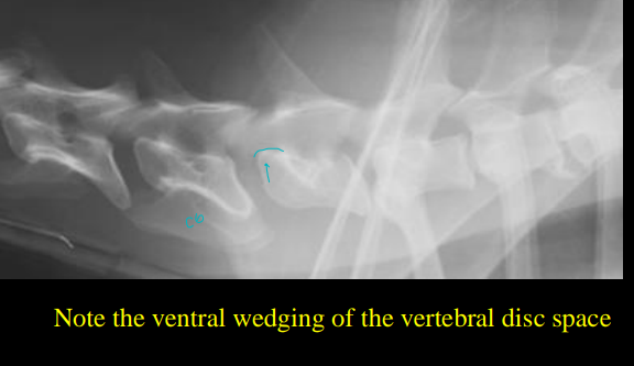 <p>Cervical Vertebral Instability (Wobbler’s Disease)</p>