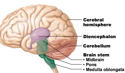 <ul><li><p>Cerebral hemispheres controls thought, movement, emotion</p></li><li><p>Diencephalon</p></li><li><p>Brain stem</p></li><li><p>Cerebellum</p></li></ul><p></p>