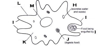 <p>What organelle is M?</p>